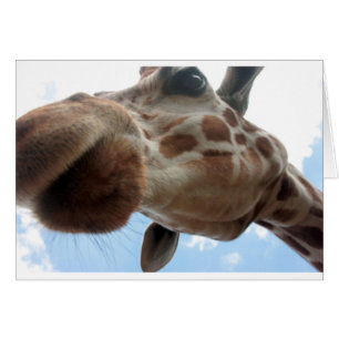 Girafa extrema