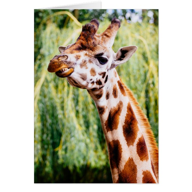 Girafa sonriente, animal que muestra sus dientes (Frente)