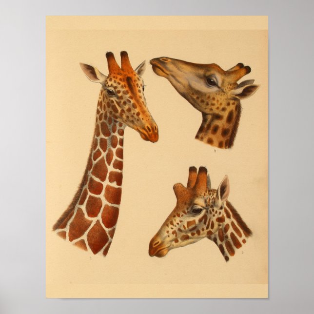 Girafa vintage Arte Animal Imprimir Historia Natur (Frente)