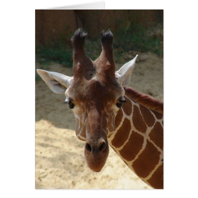 Giraffe (Frente)