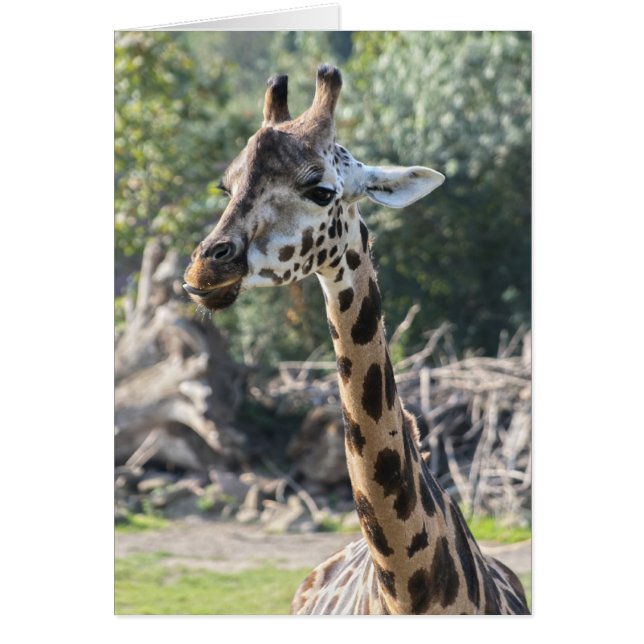 Giraffe (Frente)