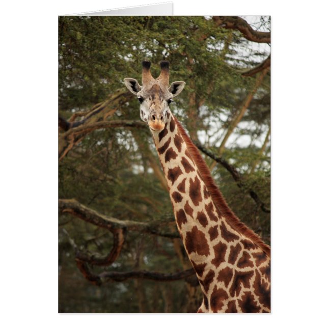 Giraffe (Frente)
