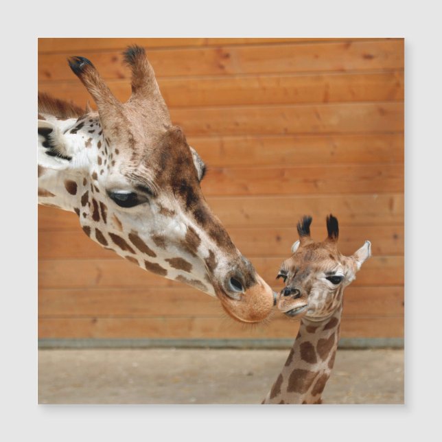Giraffe_20151101_by_JAMFoto (Anverso)