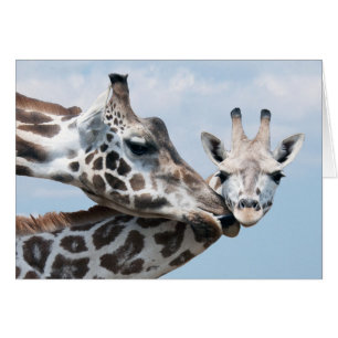 Giraffe besa su ternera