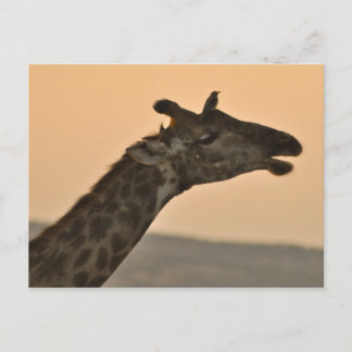 Giraffe con una postal de pájaro