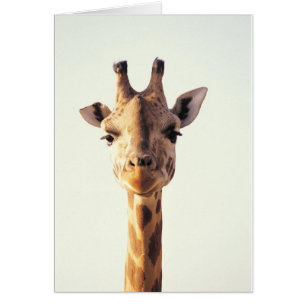 Giraffe de acercamiento
