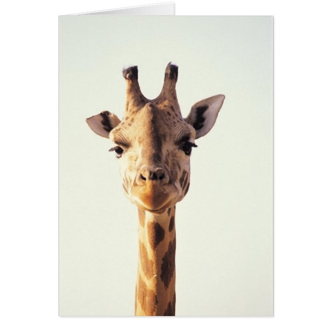 Giraffe de acercamiento (Frente)