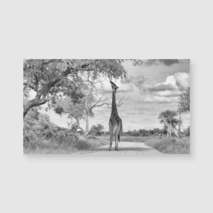 Giraffe en el camino