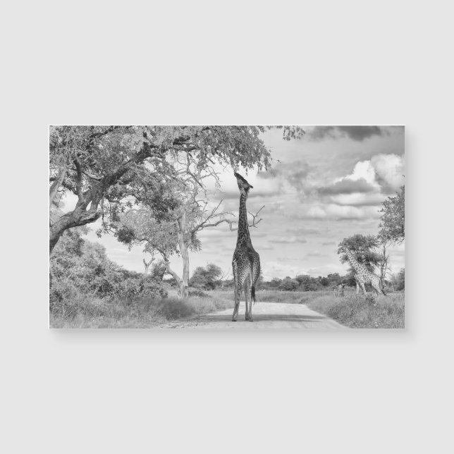 Giraffe en el camino (Anverso)