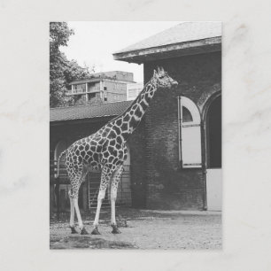 Giraffe en la postal original de Londres