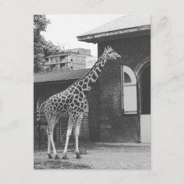 Giraffe en la postal original de Londres