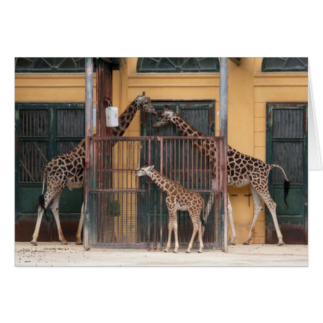 Giraffe Family (Anverso (Horizontal))