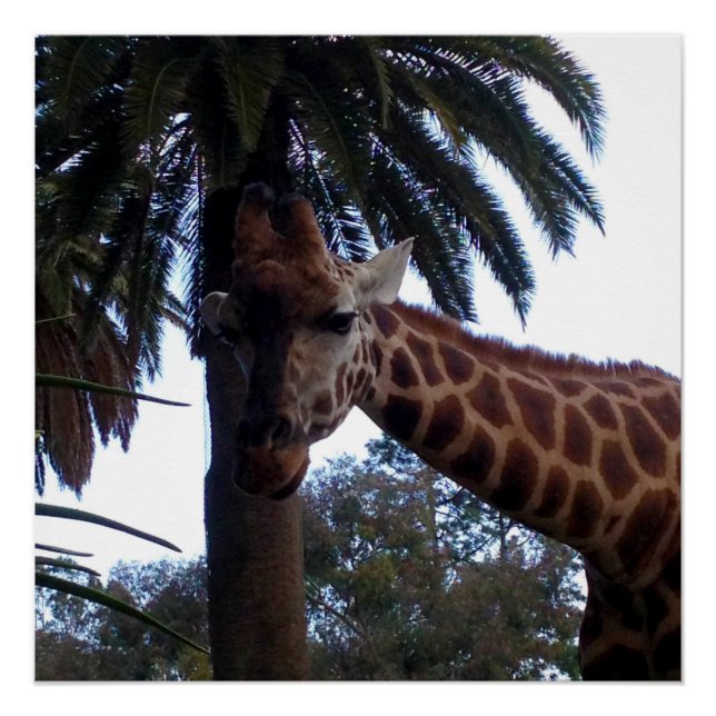 Giraffe Lookout, Poster (Anverso)