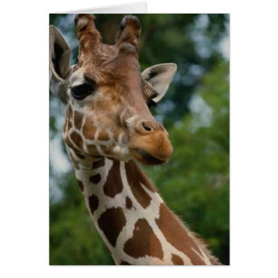 Giraffe Lovers Regalos de Arte