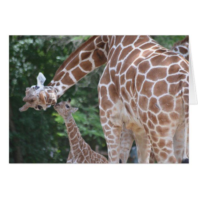 Giraffe Mom and Baby (Anverso (Horizontal))