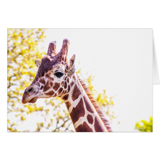 Giraffe Portrait (Anverso (Horizontal))