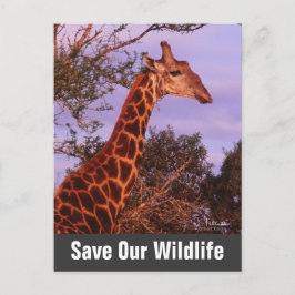 Giraffe salva nuestra postal de vida salvaje