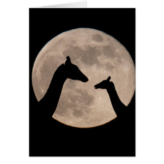 Giraffes En Luna Llena