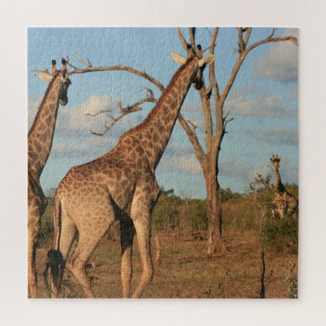 Giraffes rompecabezas de 20" x 20" (Vertical)