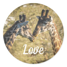 Giraffs in Love Pegatina