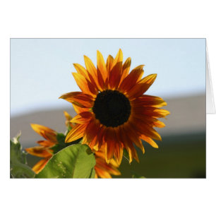 girasol