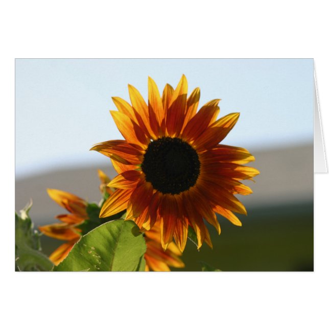 girasol (Anverso (Horizontal))