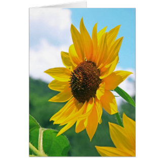 Girasol