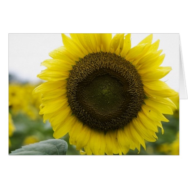 Girasol (Anverso (Horizontal))