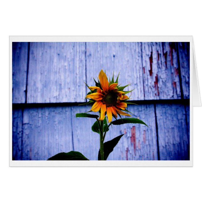 Girasol (Anverso (Horizontal))