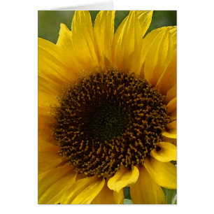 Girasol