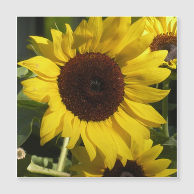 Girasol (Anverso)