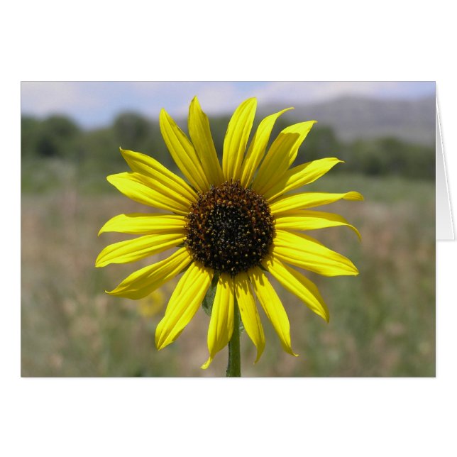Girasol (Anverso (Horizontal))