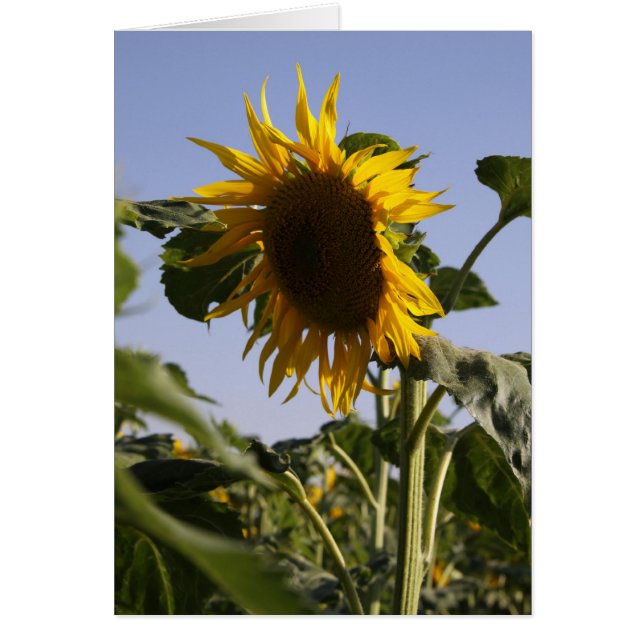 Girasol (Frente)