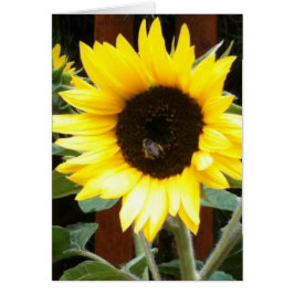 Girasol