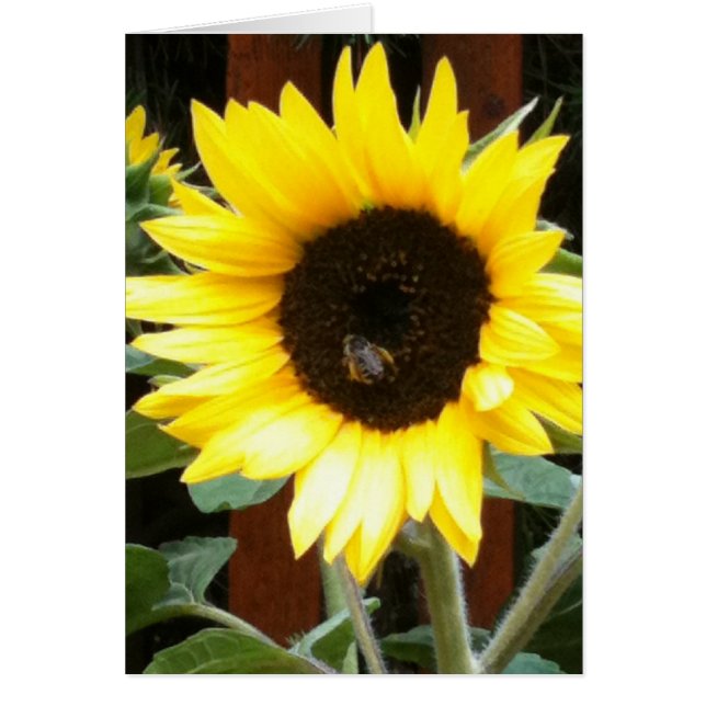 Girasol (Frente)