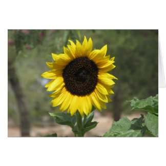 Girasol