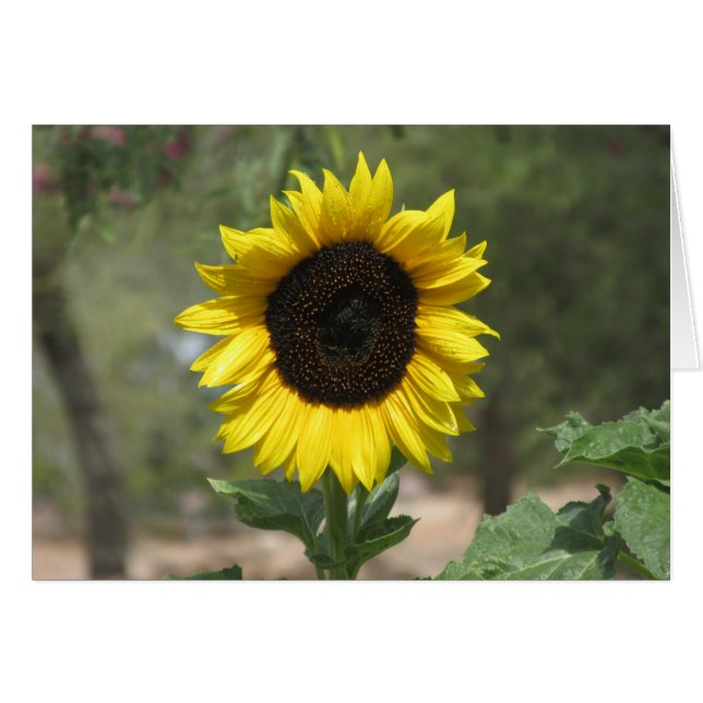 Girasol (Anverso (Horizontal))