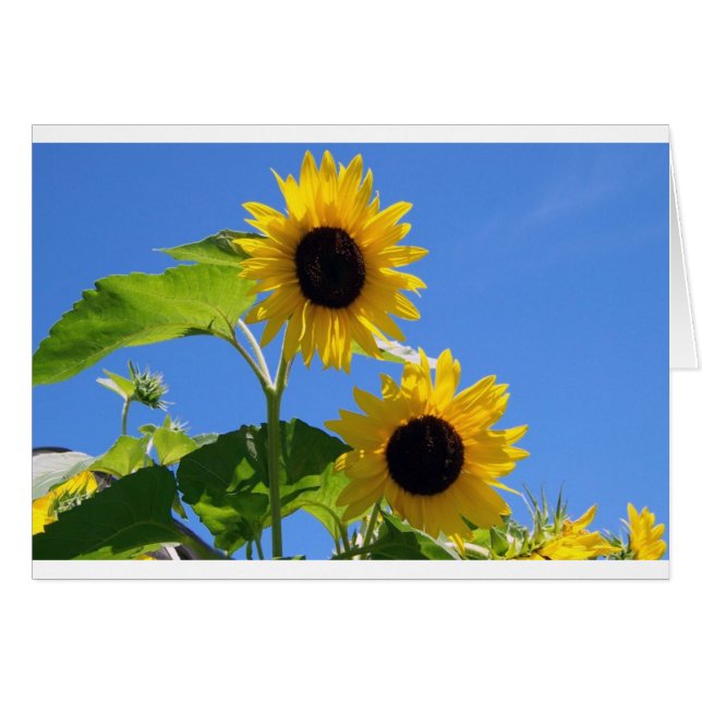 Girasol (Anverso (Horizontal))