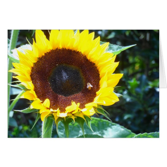 Girasol (Anverso (Horizontal))