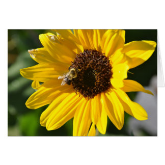 Girasol