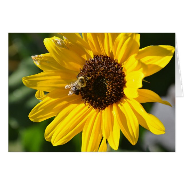 Girasol (Anverso (Horizontal))