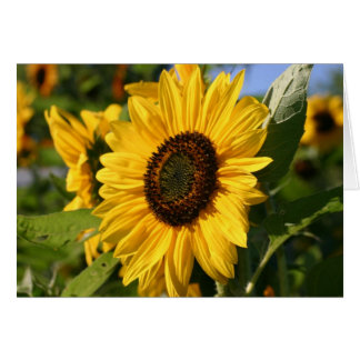 Girasol