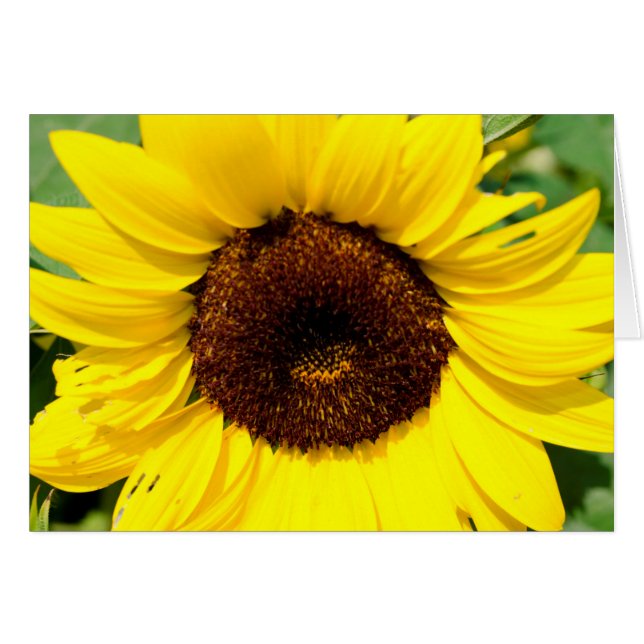 Girasol (Anverso (Horizontal))
