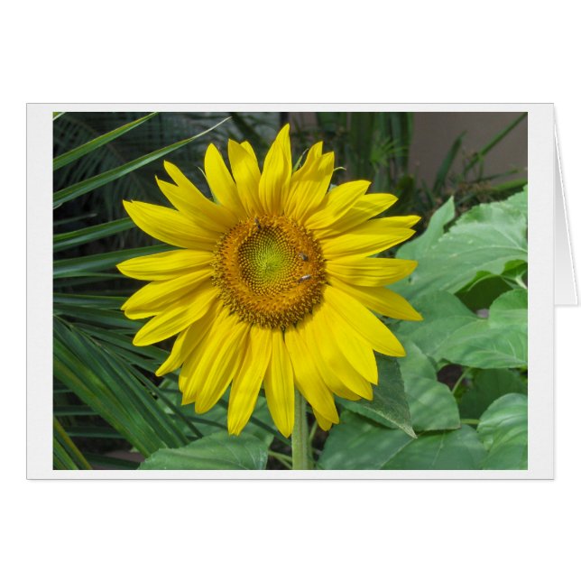 Girasol (Anverso (Horizontal))