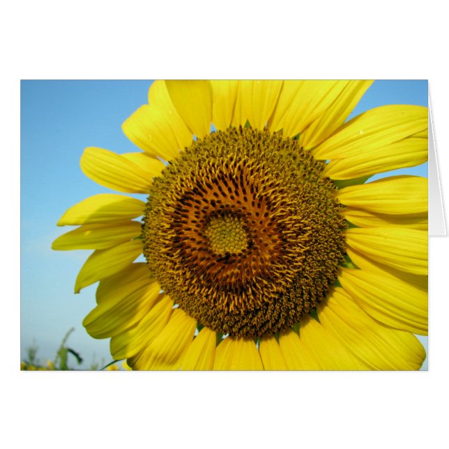 Girasol (Anverso (Horizontal))