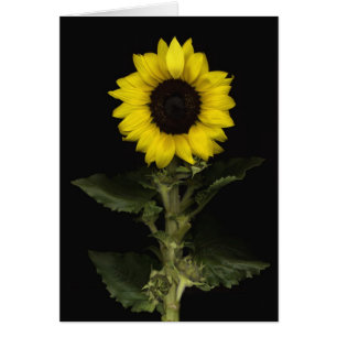 Girasol 11