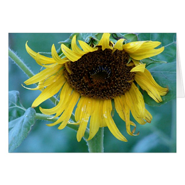 Girasol 2 (Anverso (Horizontal))
