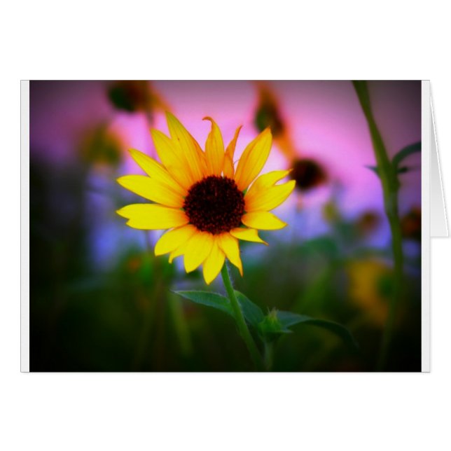 Girasol al atardecer (Anverso (Horizontal))