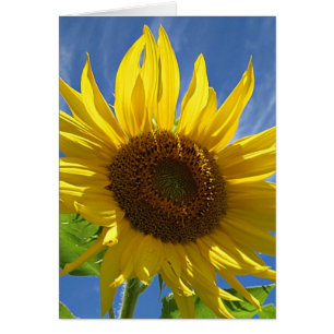 Girasol alegre