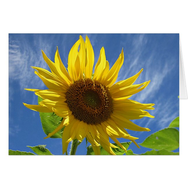 Girasol alegre (Anverso (Horizontal))